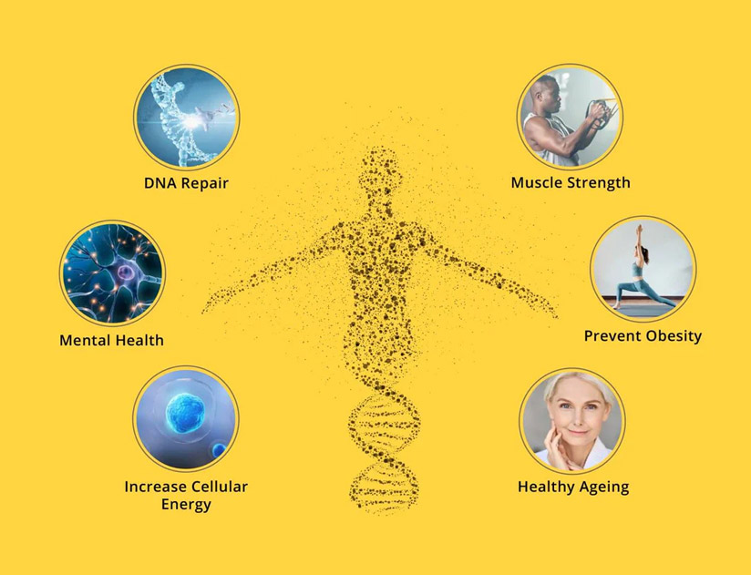 What Is Beta Nicotinamide Mononucleotide?