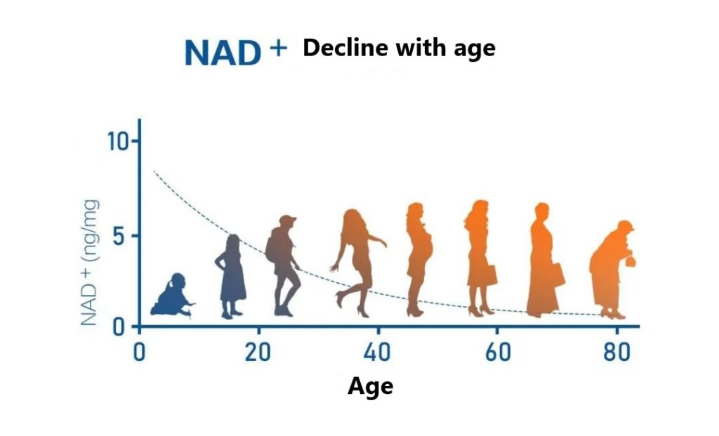 NAD+decreases with age