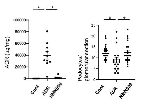 NMN restores renal function