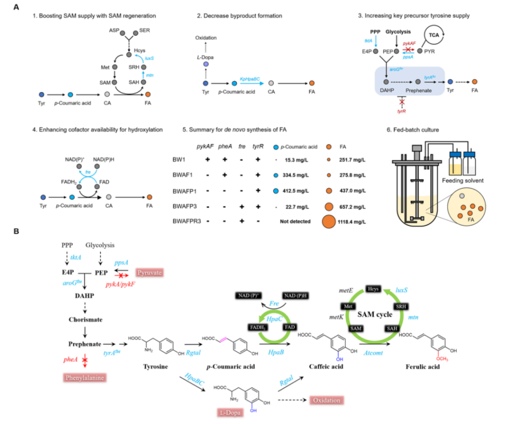 Biosynthesis of ferulic acid