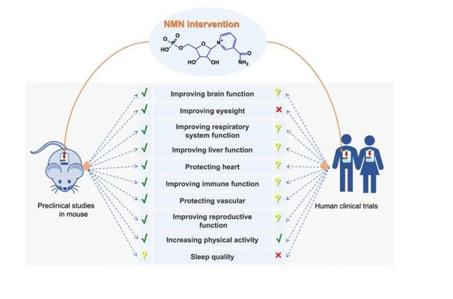 New human-related trials of NMN! Safety and effectiveness research progress