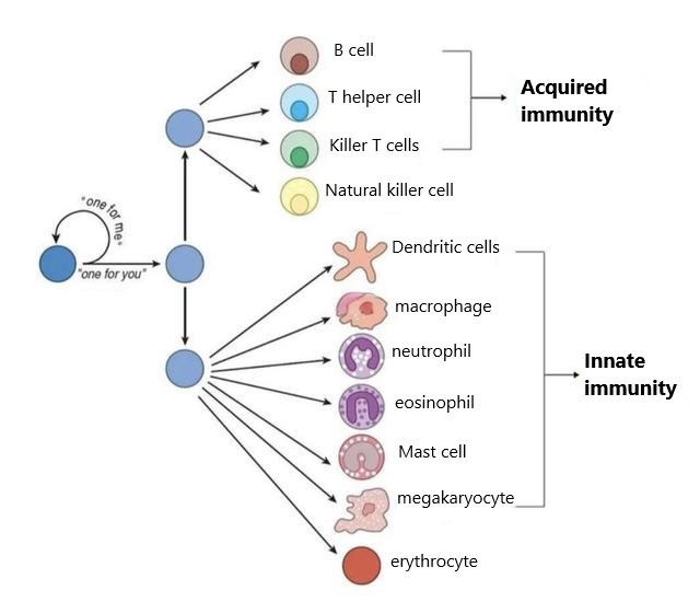 Self-renewing stem cells