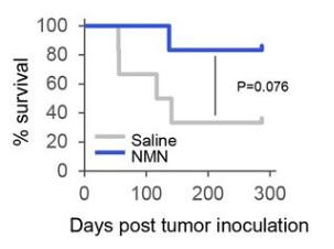 NMN supplementation increased the survival rate of immunoactive mice inoculated with lethal cancer stem cells