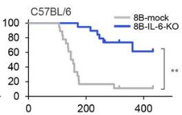 The survival rate of mice with tumor was greatly improved after the knockout of interleukin-6 factor (gray line for unknocked mice, blue for knocked out mice).