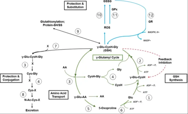 Metabolism of glutathione in human body