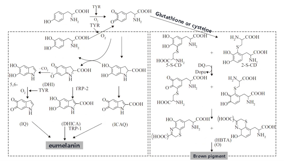 The formation mechanism of melanin in human body