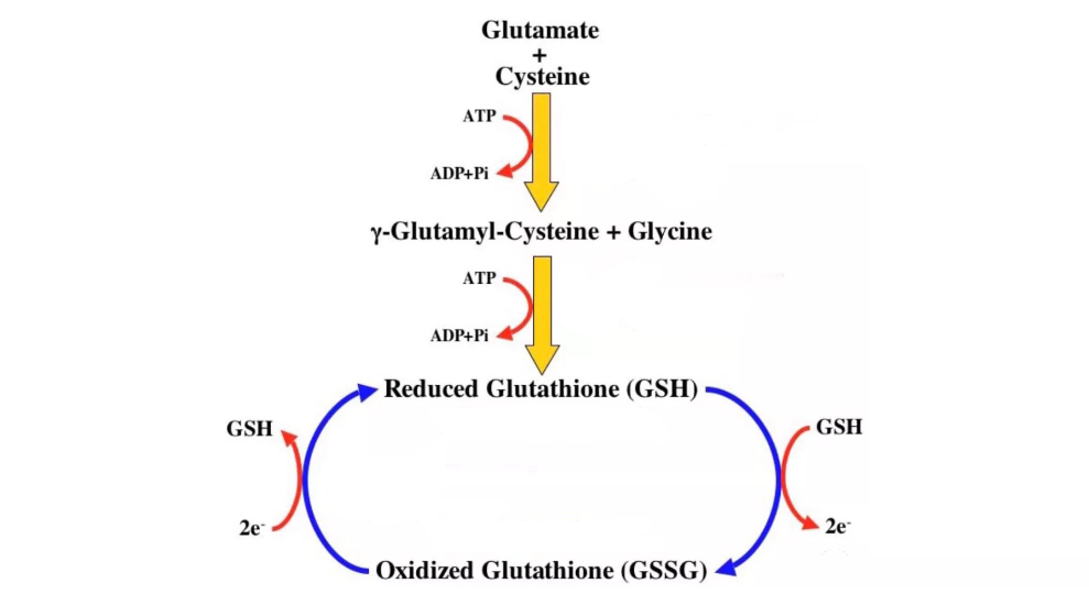 The birth of glutathione