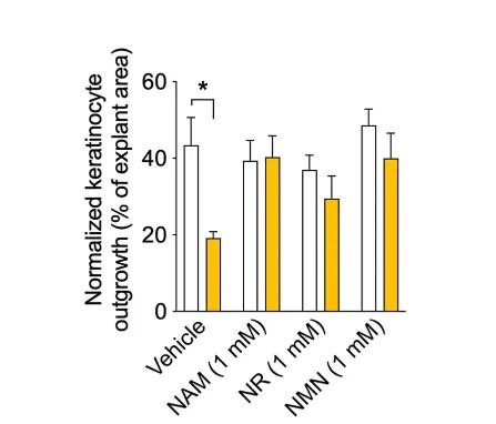 Normalized keratinocyte outgrowth (% of explant area)