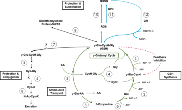 Metabolism of glutathione in human body