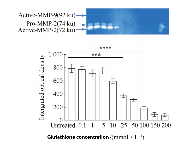 Inhibitory effect of glutathione at different concentrations on matrix metalloproteinases in lung fibroblasts