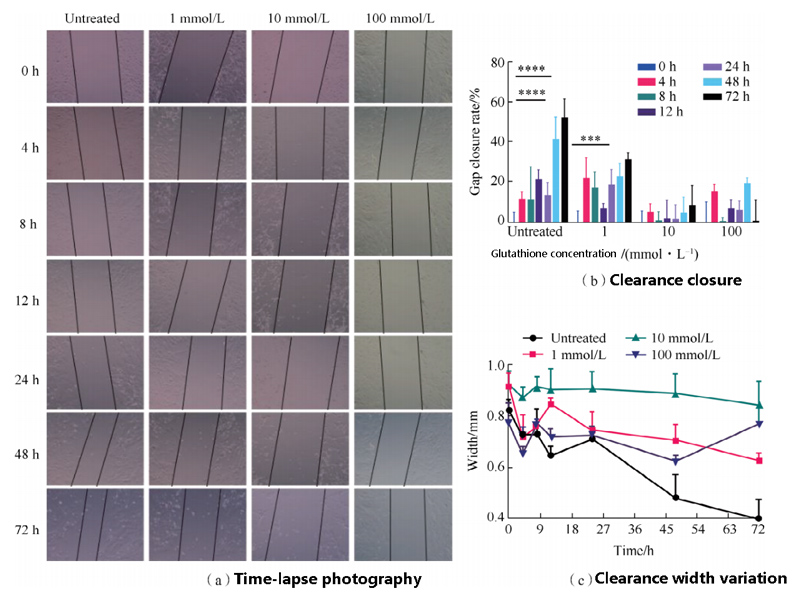 Inhibitory effect of glutathione at different concentrations on lung fibroblast migration