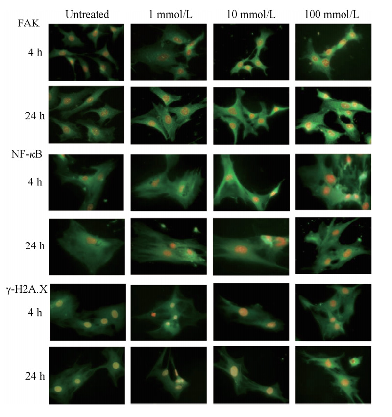 GSH regulates protein expression of FAK, NF-κB, gamma-H2A.x in lung fibroblasts