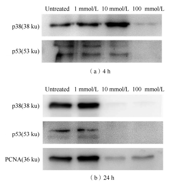 Effects of GSH at different concentrations on the expression of p38, p53 and PCNA in lung fibroblasts