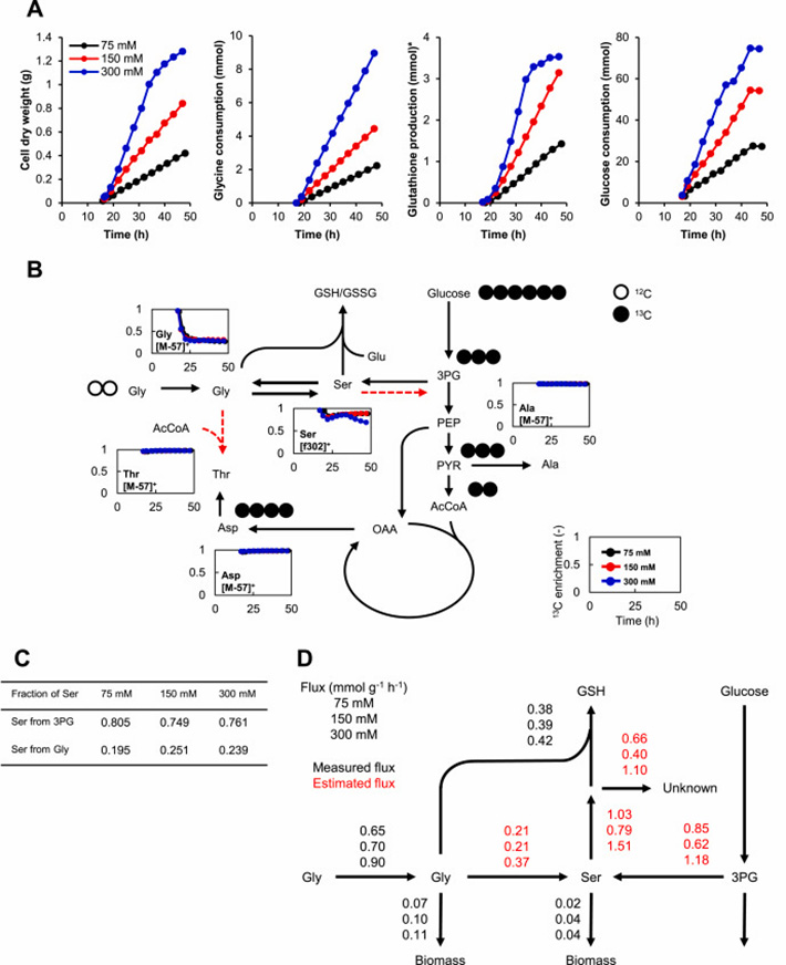 Figure 4 Metabolic flux analysis (MFA) was performed on strains cultured in a 200 ml bioreactor with [U-13C] D-glucose and three different concentrations of unlabeled glycine.