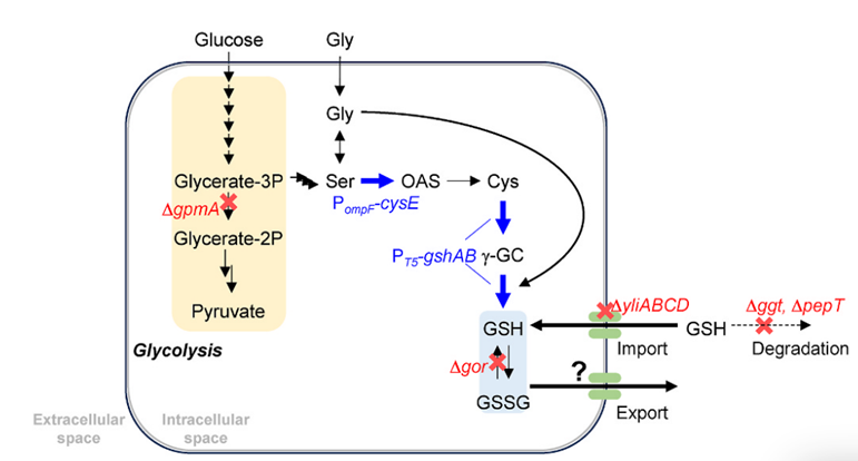 Engineered Escherichia coli to produce glutathione