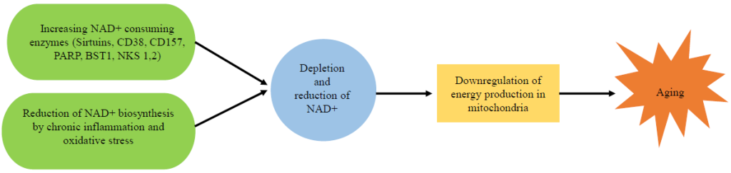 Figure 2. Causes of NAD+ reduction in vivo during aging (Nadeeshani et al., 2022)