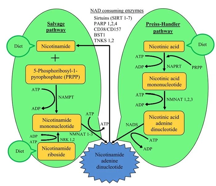 Figure 3 Pathway of NMN involved in NAD+ synthesis in mammalian cells (Nadeeshani et al., 2022)