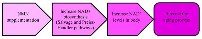 FIG. 4 Mechanism of NMN anti-aging (Nadeeshani et al., 2022)