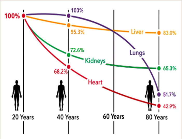 Changes of coenzyme Q10 in human body with age